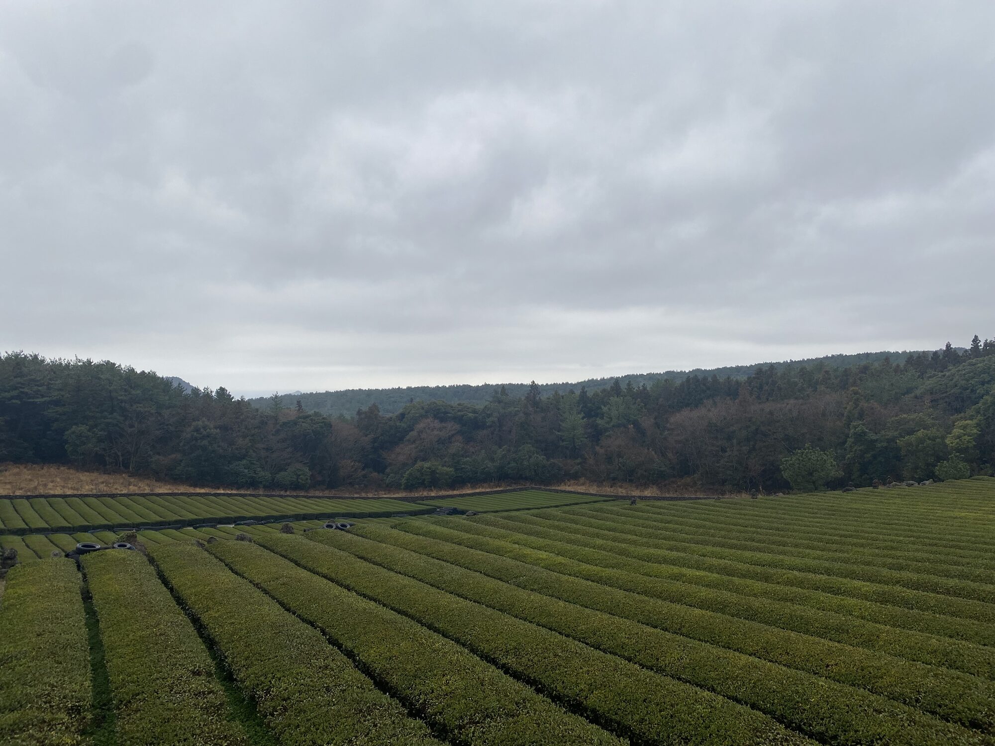 A green-tea hillside